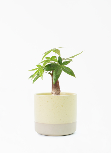 観葉植物 パキラ 4号 朴 ハンネ 16 Y イエロー 付き | 観葉植物なら