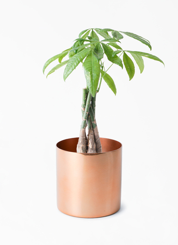 pachira-1512_001.jpg?1696720858