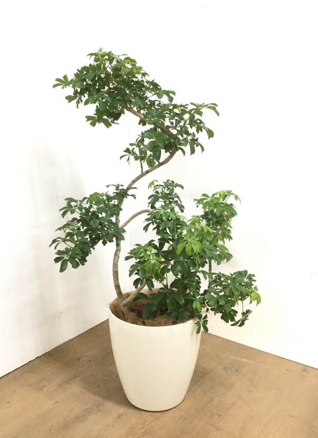 観葉植物 115cm シェフレラ レナータ 8号 観葉植物ならhitohana ひとはな