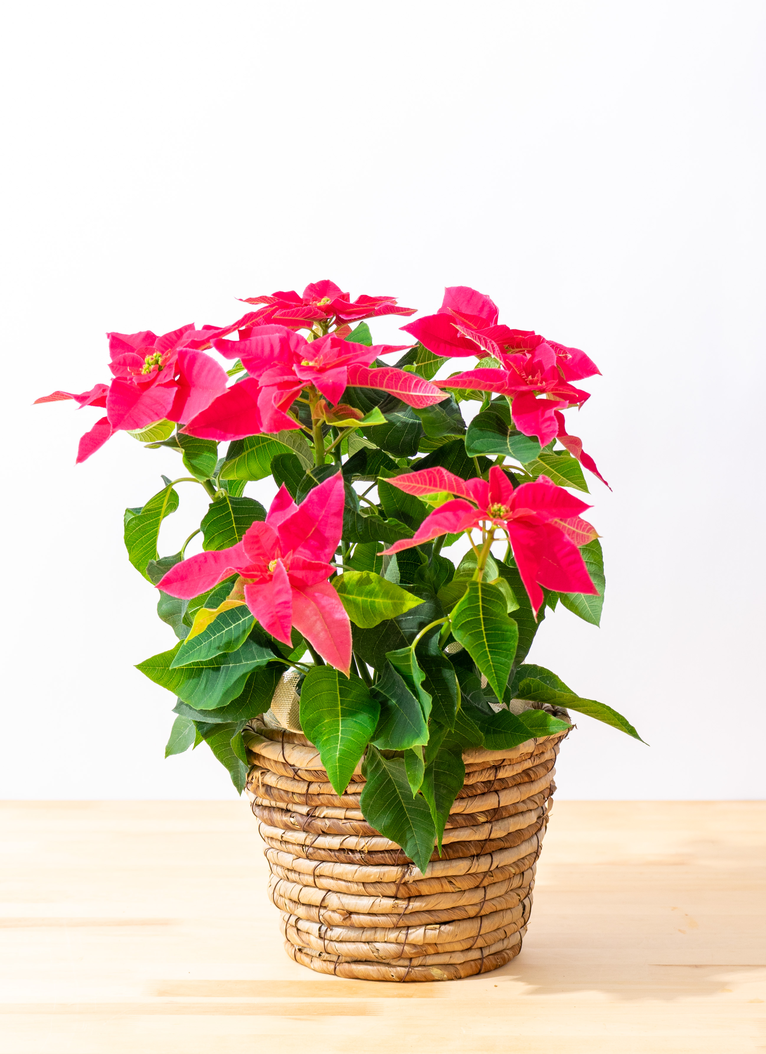 ポインセチアの鉢花 | 通販専門店HitoHana（ひとはな）