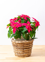 FlowerKitchen プリンセチア 5号鉢 プリンセチア ローザ 花鉢 かご付き ポインセチア お歳暮 クリスマス ギフト 2025花鉢ギフト FlowerKitchen JIYUGAOKA - 通販 - Yahoo ショッピング
