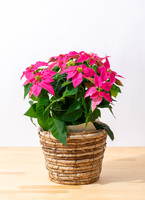 ポインセチアの鉢花 | 通販専門店HitoHana（ひとはな）