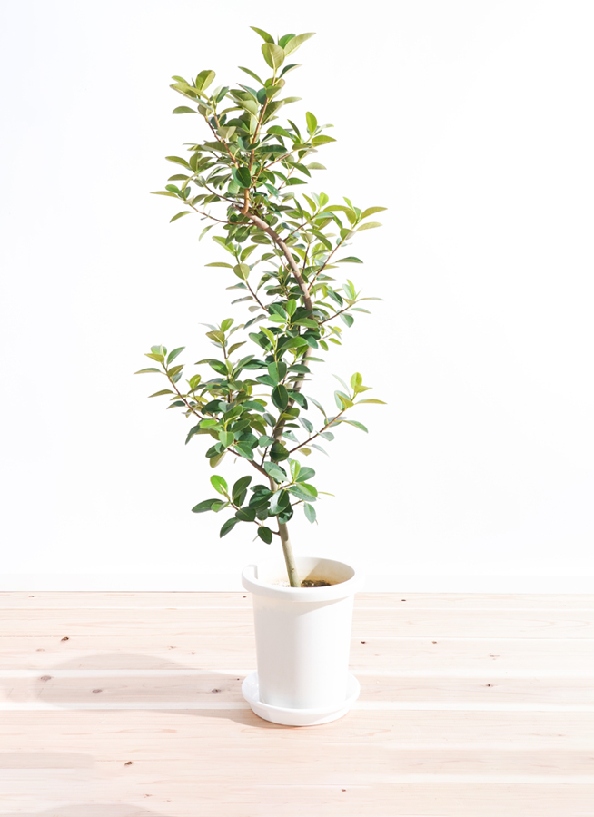 観葉植物 フランスゴムの木 8号 曲り バスク ミドル ホワイト 付き