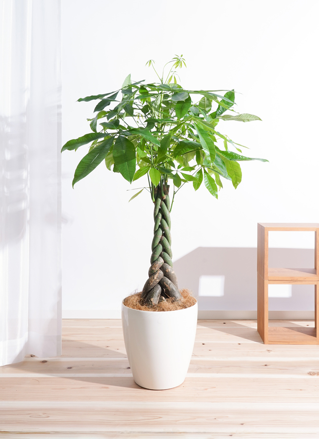 観葉植物 パキラ 8号 ねじり ラスターポット 付き | 観葉植物なら