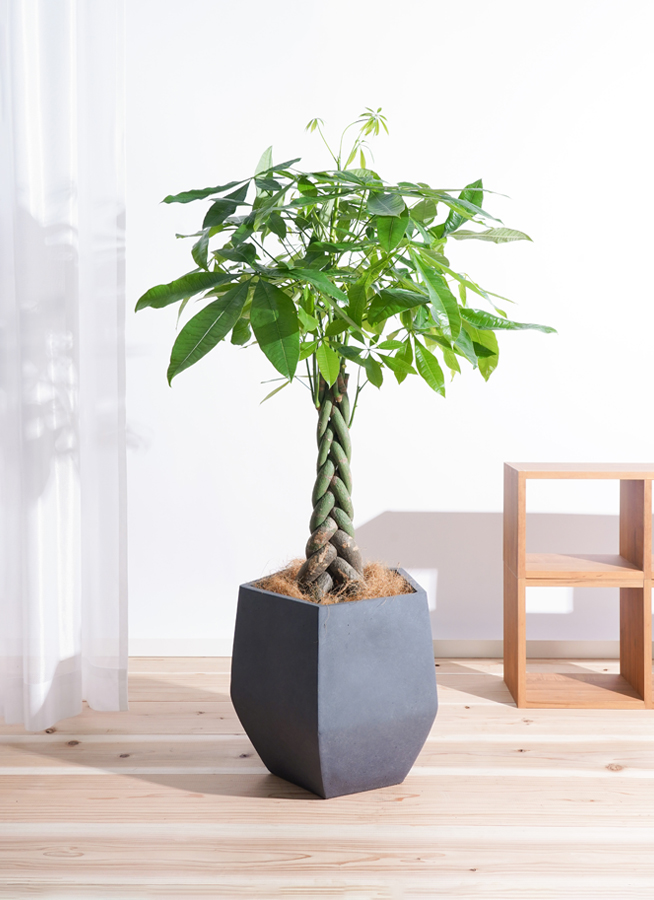 観葉植物 パキラ 8号 ねじり ファイバークレイ Gray 付き | 観葉植物