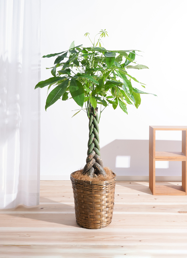 観葉植物 パキラ 8号 ねじり 竹バスケット 付き | 観葉植物なら