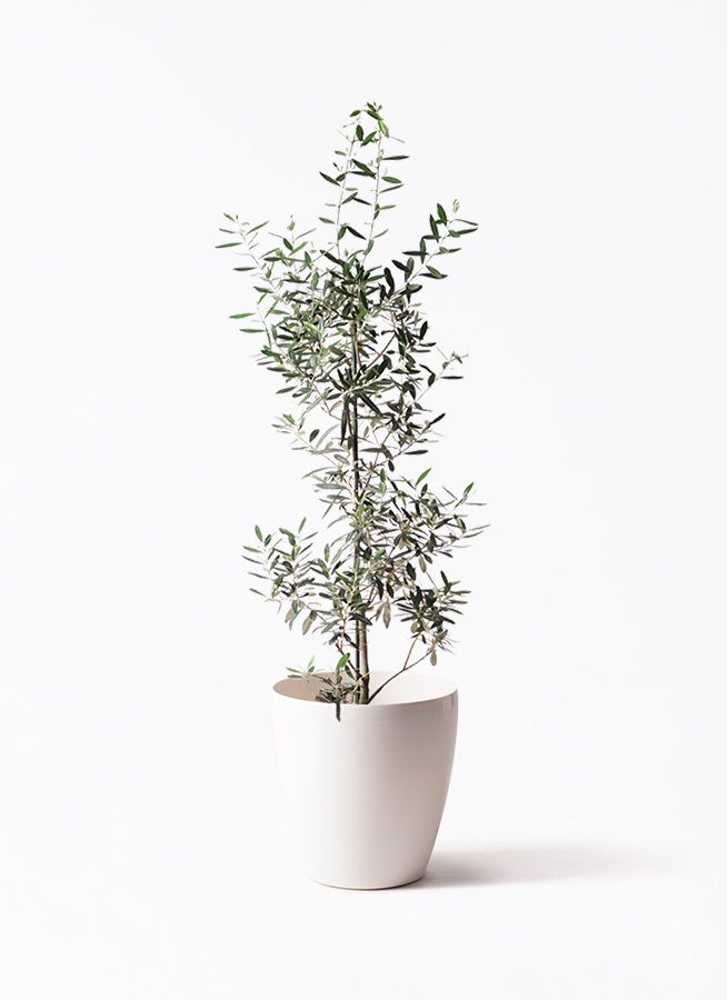 観葉植物 オリーブ 8号 チプレッシーノ ラスターポット 付き | 観葉