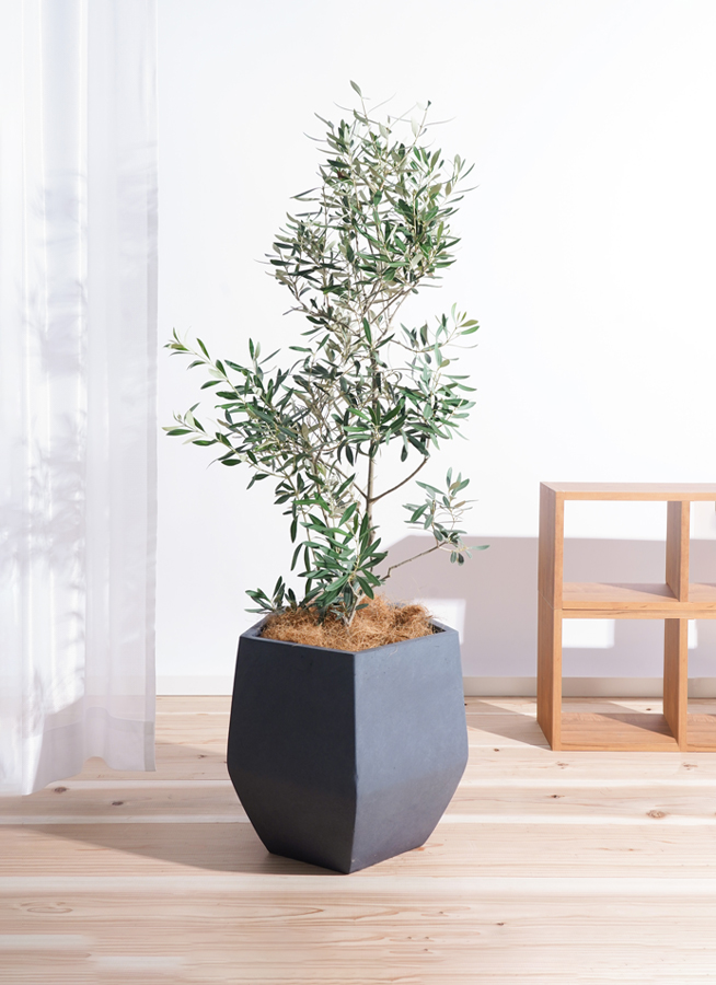 観葉植物 オリーブ 8号 チプレッシーノ ファイバークレイ Gray 付き