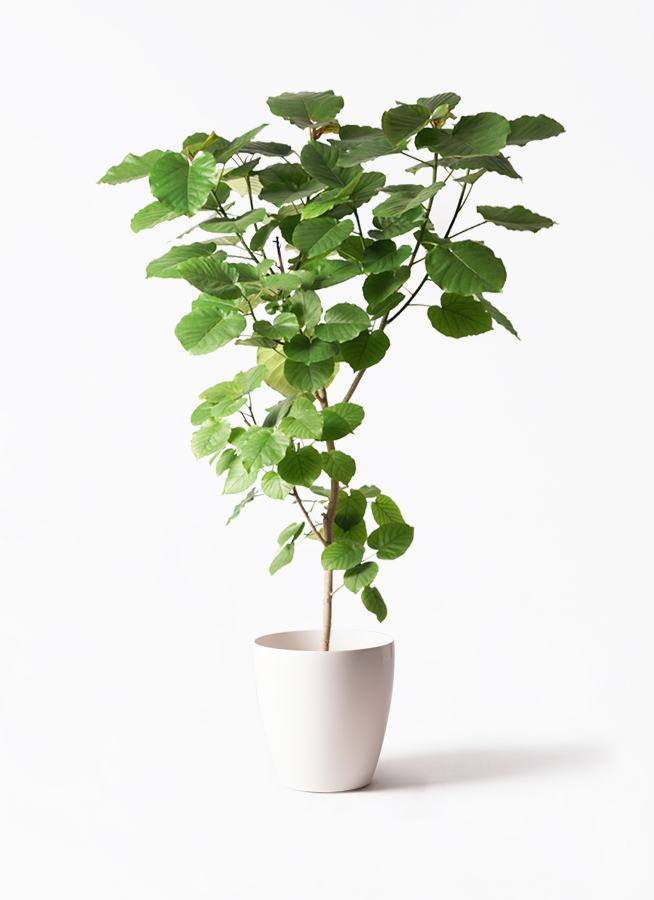 観葉植物 フィカス ウンベラータ 10号 ノーマル ラスターポット 付き