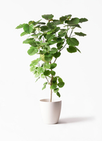 ウンベラータ 大型 | 観葉植物通販HitoHana(ひとはな)