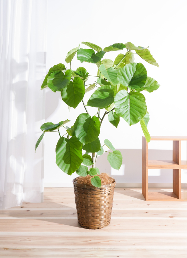 観葉植物 フィカス ウンベラータ 8号 ノーマル 竹バスケット 付き