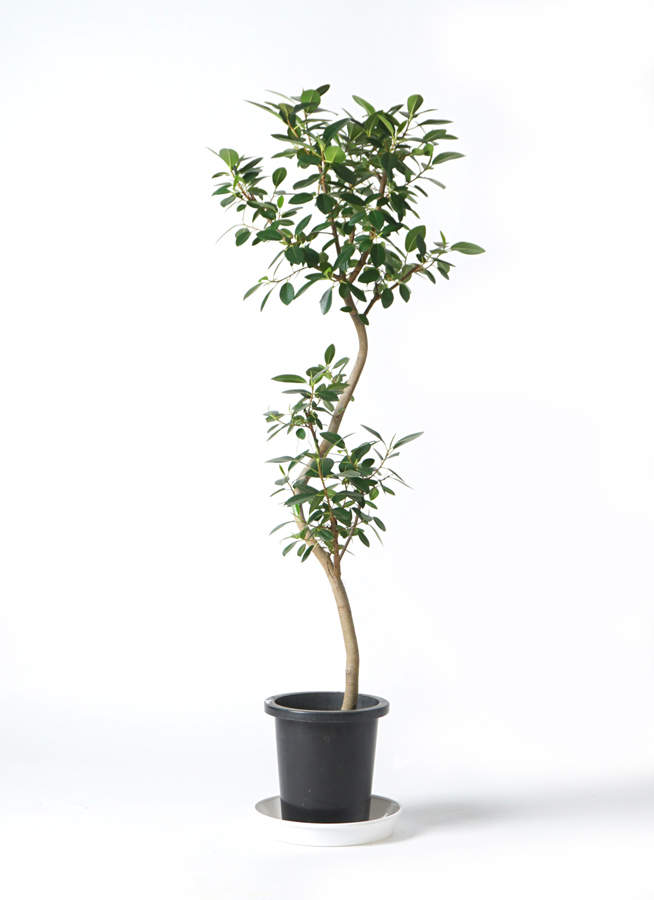 フランスゴムの木　曲がり仕立て　8号　アンティーク調　陶器鉢　植え込み発送 観葉植物 フランスゴムの木 8号 曲り プラスチック鉢 | 観葉植物