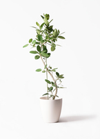 観葉植物 フィカス ベンガレンシス 10号 曲り ラスターポット 付き