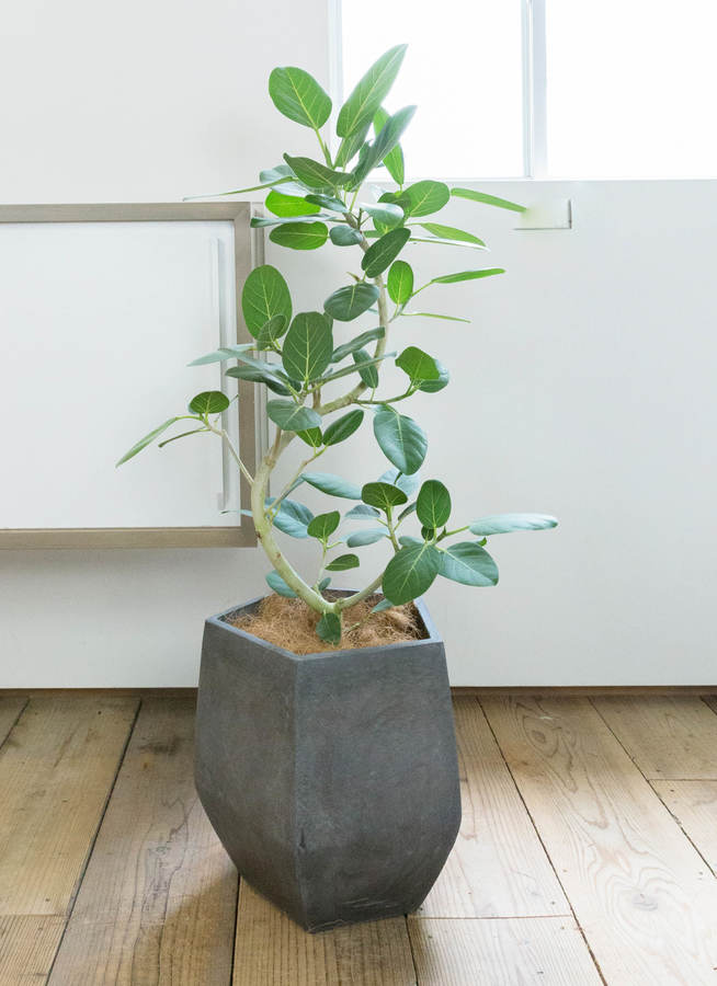 観葉植物 フィカス ベンガレンシス 8号 曲り ファイバークレイGray