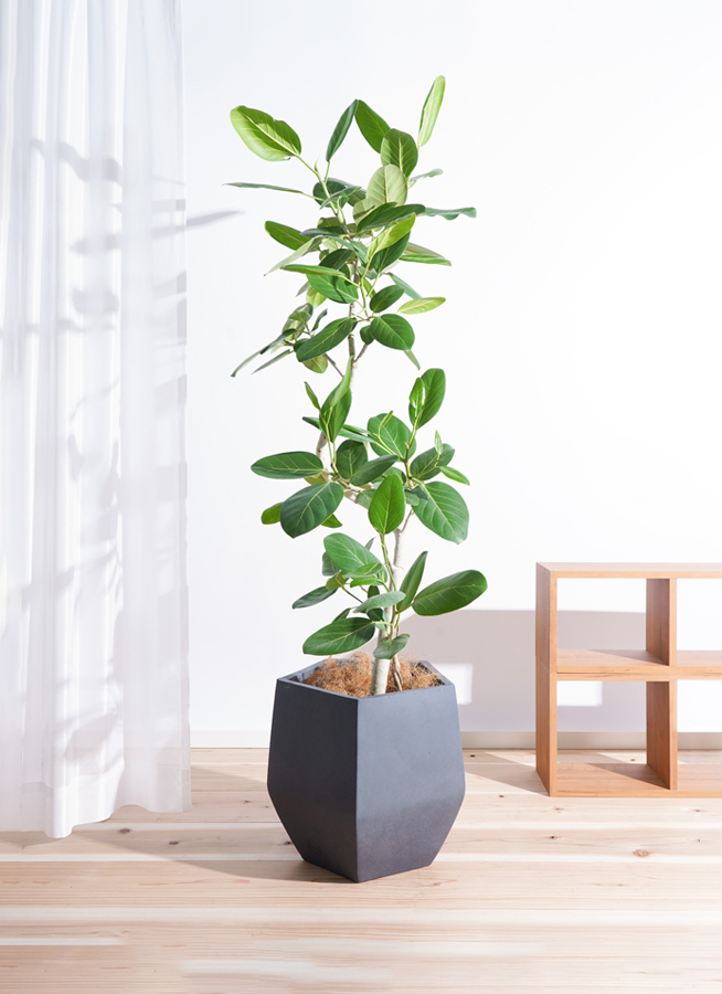 ★取引完了★①観葉植物 フィカス ベンガレンシス　曲がり　プラコッタ鉢8号受け皿付き　 観葉植物 フィカス ベンガレンシス 8号 曲り ファイバークレイGray