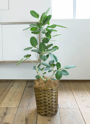 【現品】フィカス・ベンガレンシス　超曲がり　8号　茶鉢（1） 観葉植物 フィカス ベンガレンシス 8号 曲り ベータ キューブ