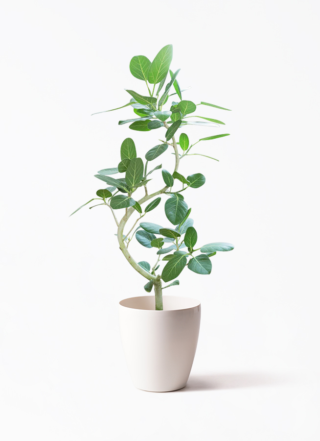 フィカス　ベンガレンシス　観葉植物 フィカス・ベンガレンシスの育て方を観葉植物愛好家が解説。植え替えの
