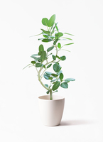 ficus-benghalensis-1_001.jpg?