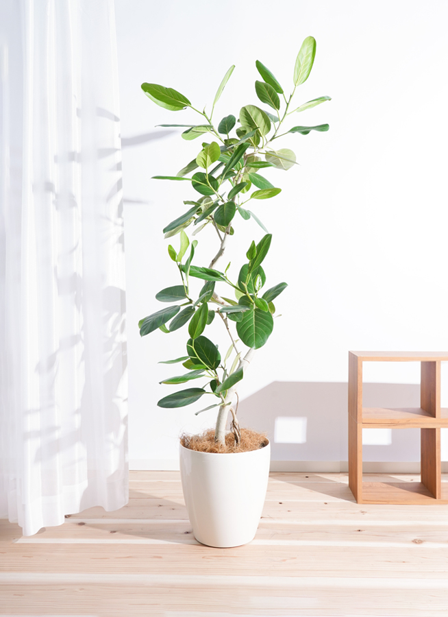 観葉植物 フィカス ベンガレンシス 8号 曲り ラスターポット 付き