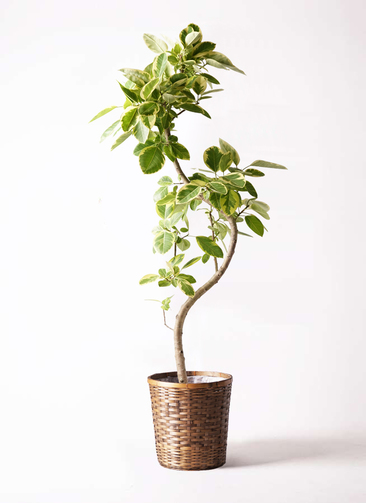 ficus-altissima-292_001.jpg?