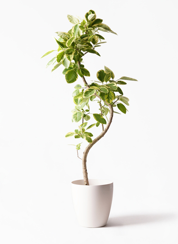 大型観葉植物 フィカス アルテシーマ 10号 曲り 観葉植物 フィカス アルテシーマ 10号 曲り ラスターポット 付き