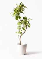 観葉植物 曲がり 10号 | HitoHana（ひとはな）