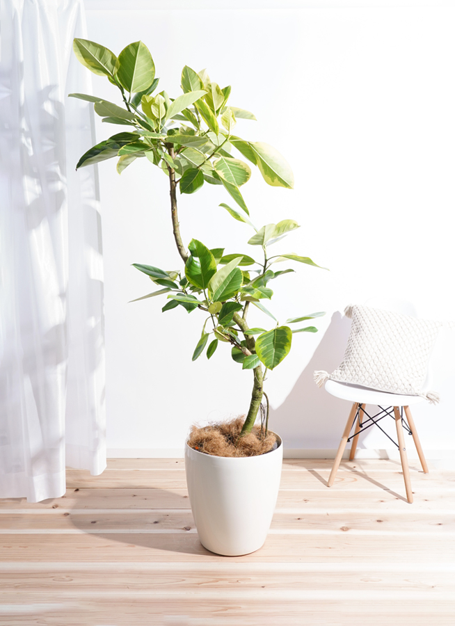 観葉植物 フィカス アルテシーマ 10号 曲り ラスターポット 付き