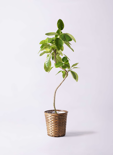 観葉植物 フィカス アルテシーマ 8号 曲り 竹バスケット 付き | 観葉