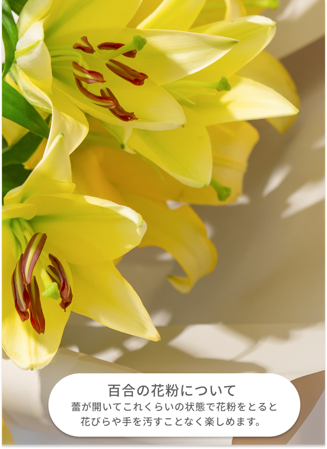 ゆり 産地直送 オリエンタルユリ イエロー 5本束／埼玉 百合の滝沢