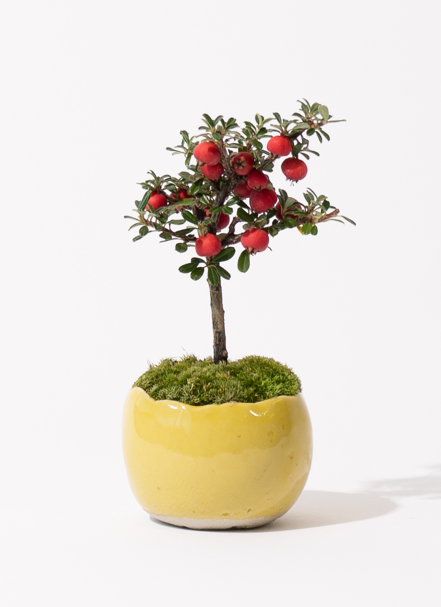 三河盆栽　姫レモン　盆栽 産地直送 盆栽 シロシタン Mサイズ 鉢色 檸檬／山形 石木花から