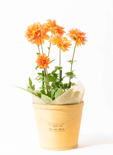 ds-kens-hollandia-orange-