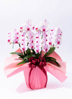 ・作者名：奥村和子・画題：コチョウラン・技法：リトグラフ限定品 リ・アン胡蝶蘭 2本立 ハートバスケットArt - 胡蝶蘭専門店 Lian