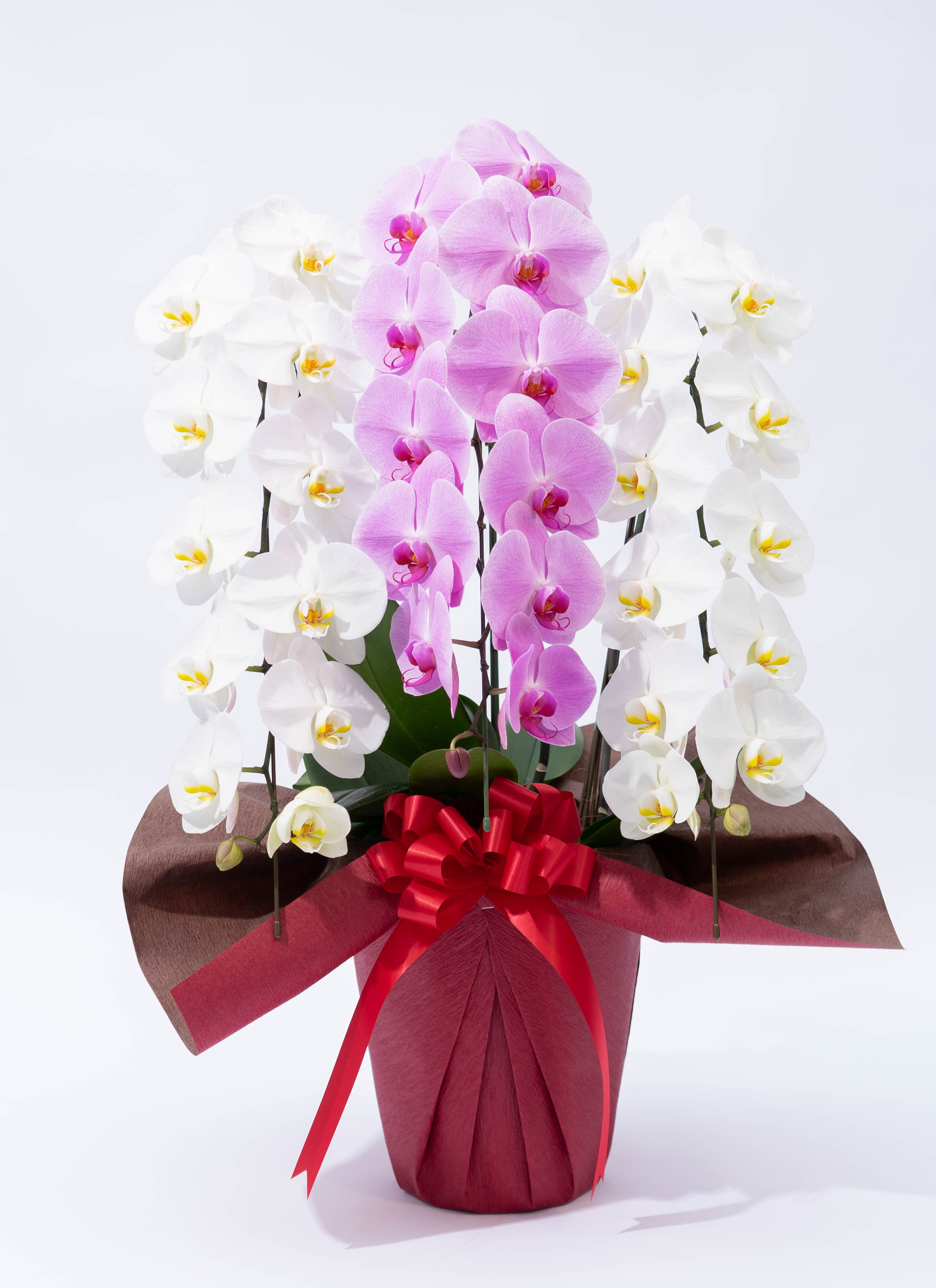 蘭の花大好き 様限定 ミンク 蘭の花大好き 様限定 ミンク 胡蝶蘭