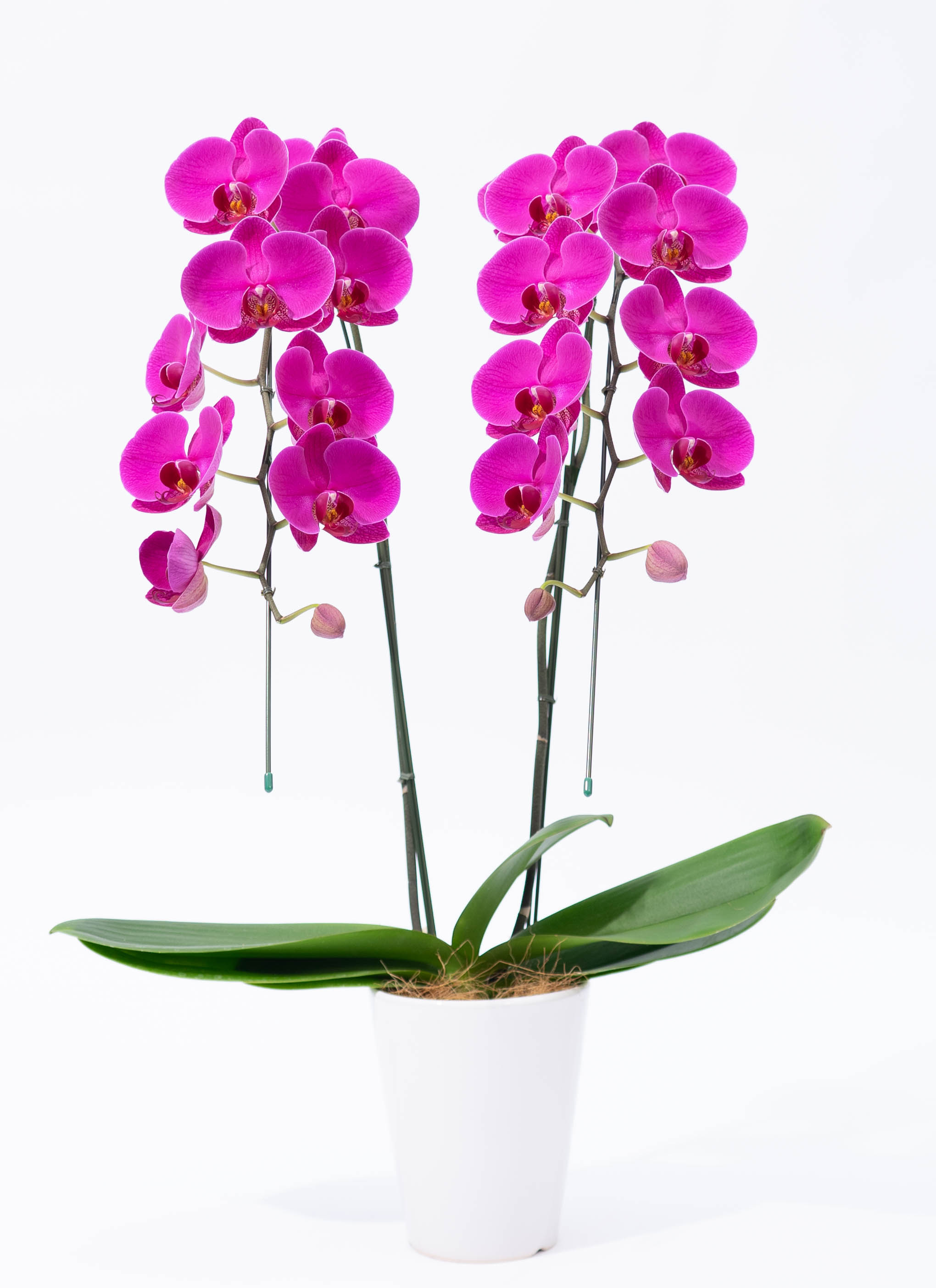 胡蝶蘭中大輪 ピンク 恋姫 2本立ち | 胡蝶蘭ならHitoHana(ひとはな)
