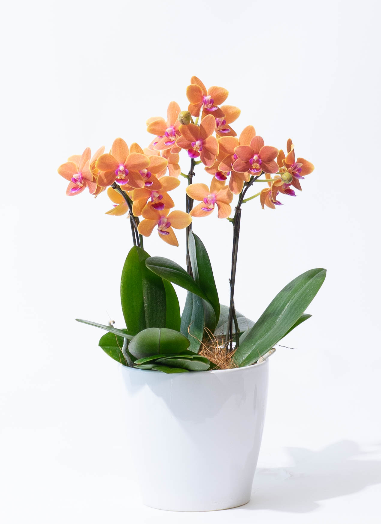 オレンジに贈る胡蝶蘭の通販 | HitoHana（ひとはな）