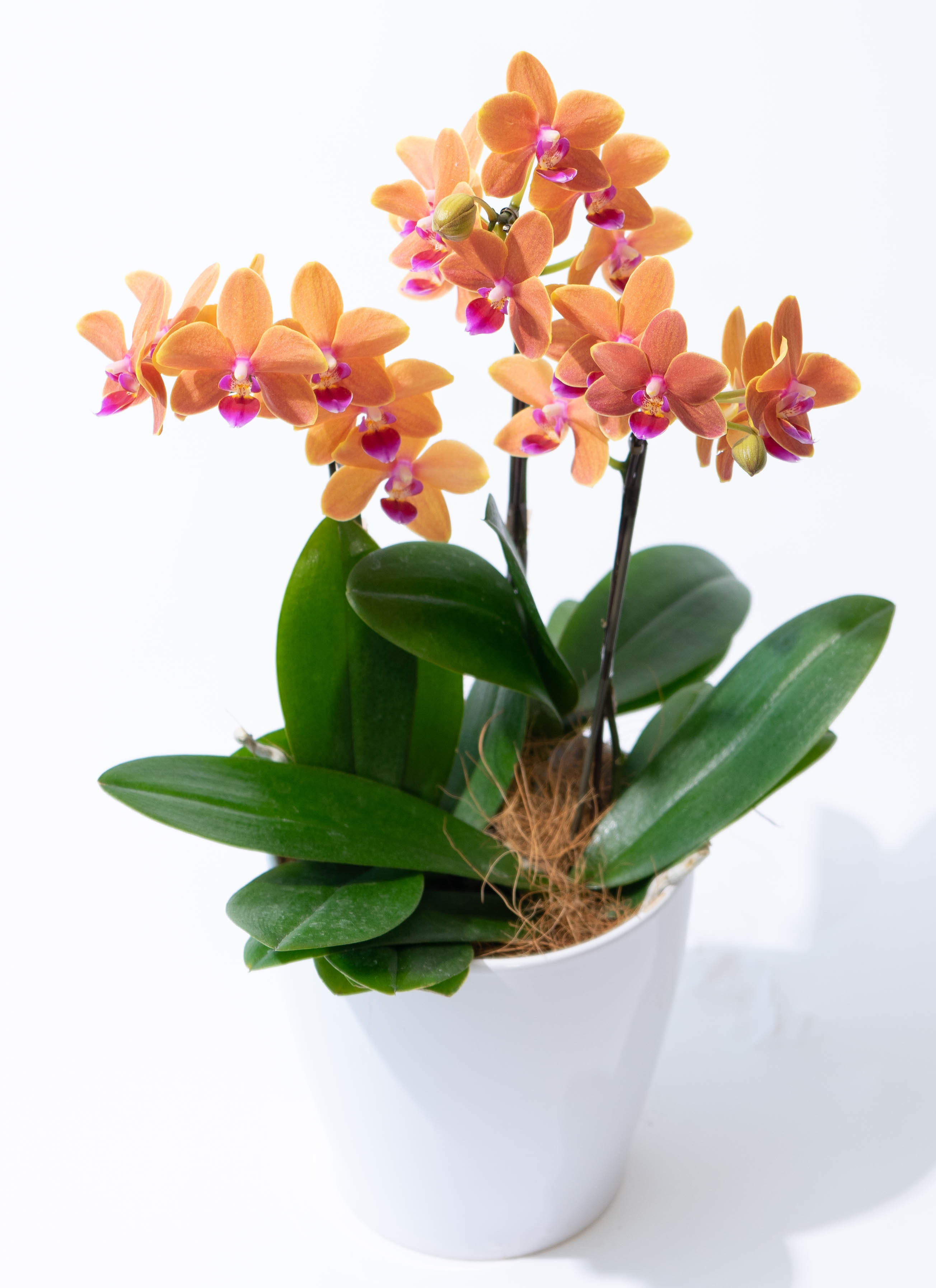 あみぐるみ 胡蝶蘭 オレンジ花 植木鉢セット 誕生日 プレゼント 母 70