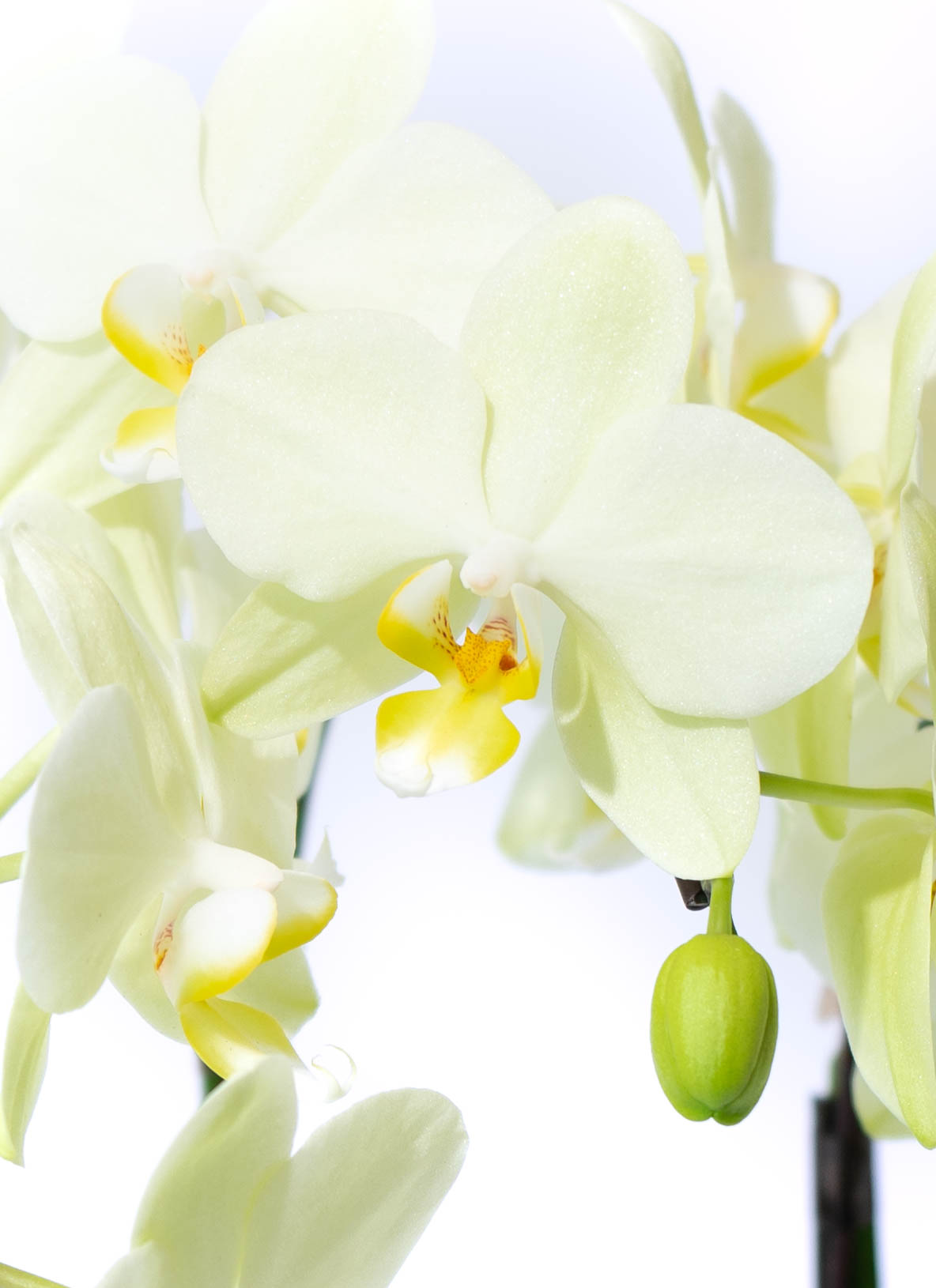 ミディ胡蝶蘭 イエロー アンスラカーリー モノトリコ鉢 5.5号 3