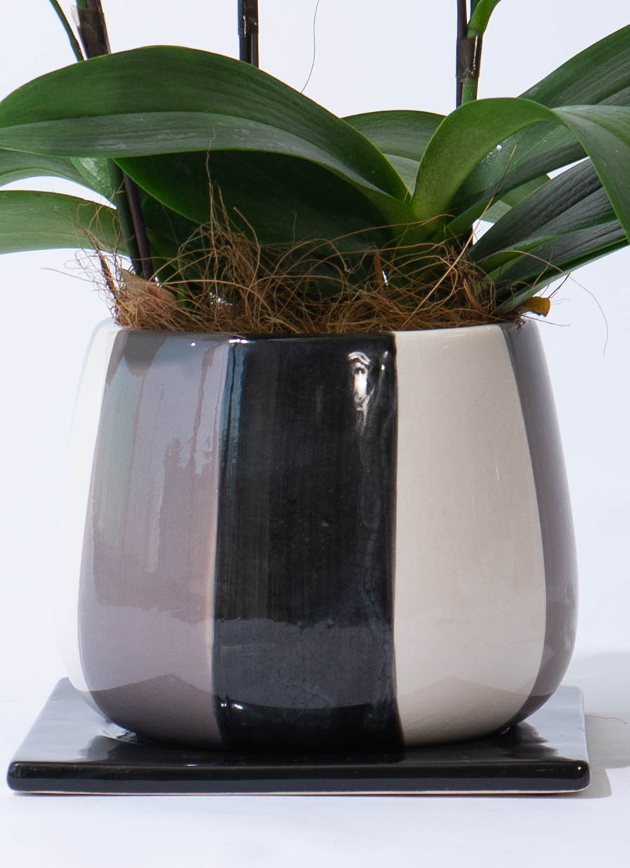 ミディ胡蝶蘭 イエロー アンスラカーリー モノトリコ鉢 5.5号 3