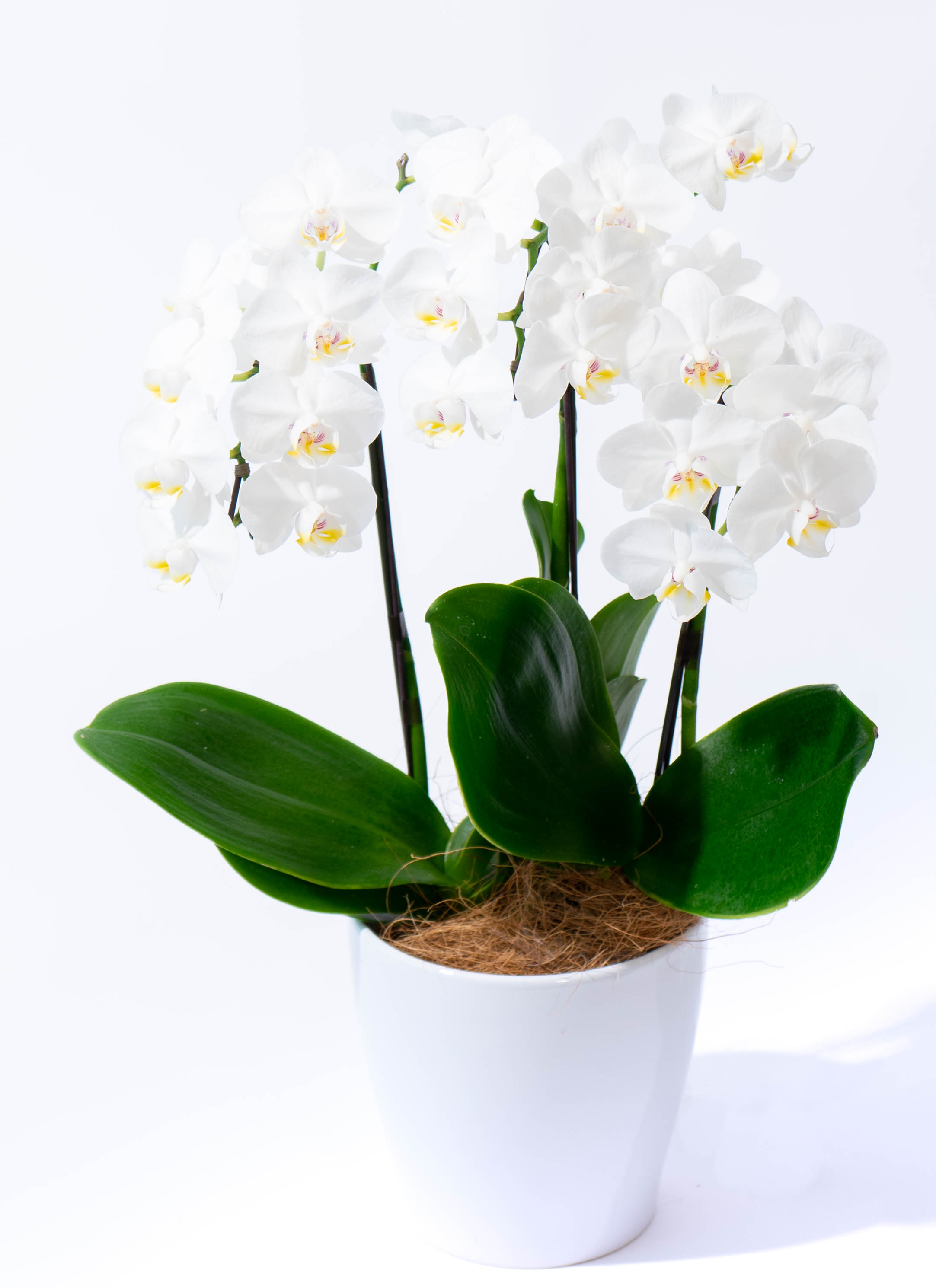 ミディ胡蝶蘭 白 5号 3本立ち | 胡蝶蘭ならHitoHana(ひとはな)