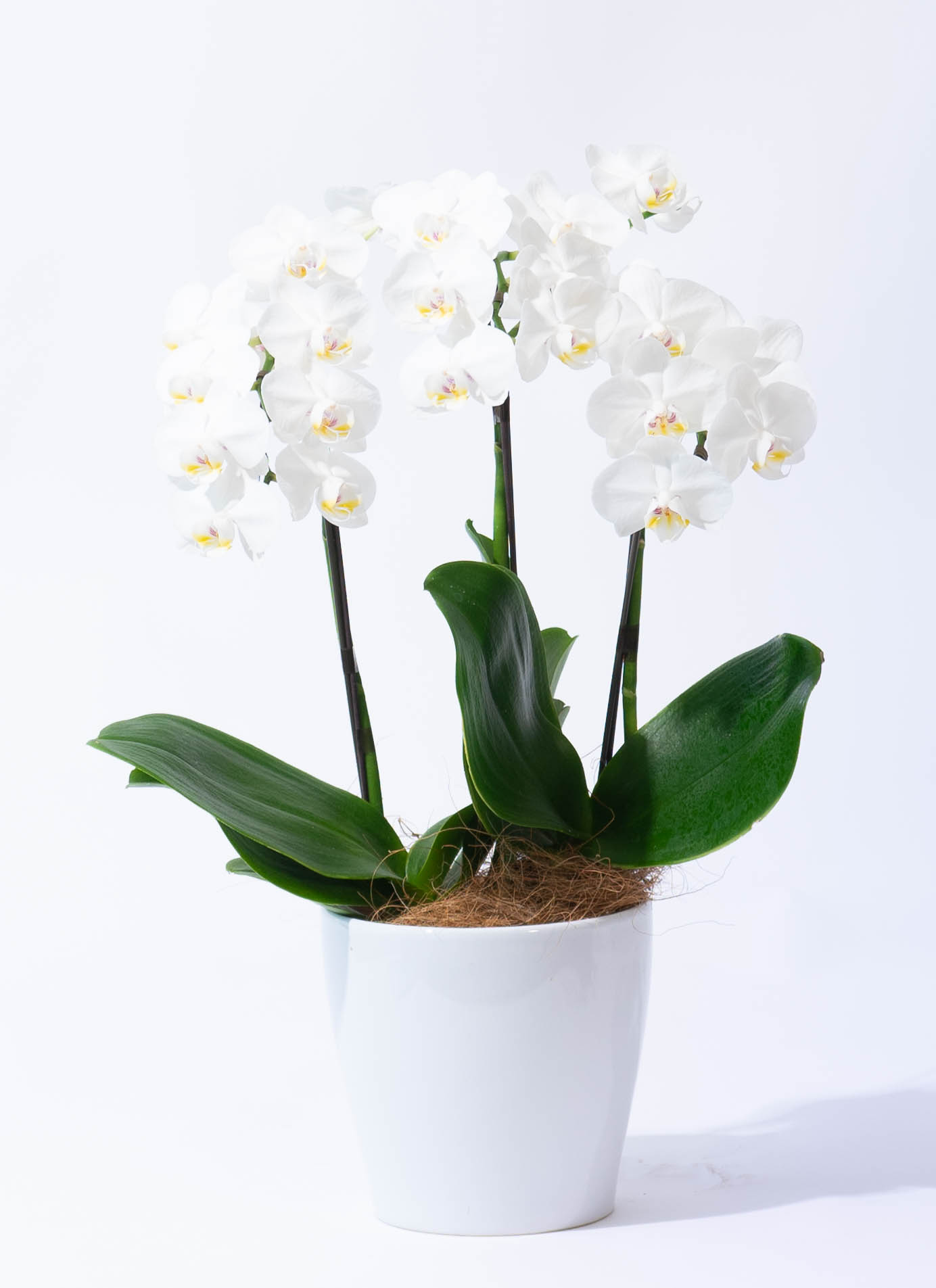 ミディ胡蝶蘭 白 5号 3本立ち | 胡蝶蘭ならHitoHana(ひとはな)