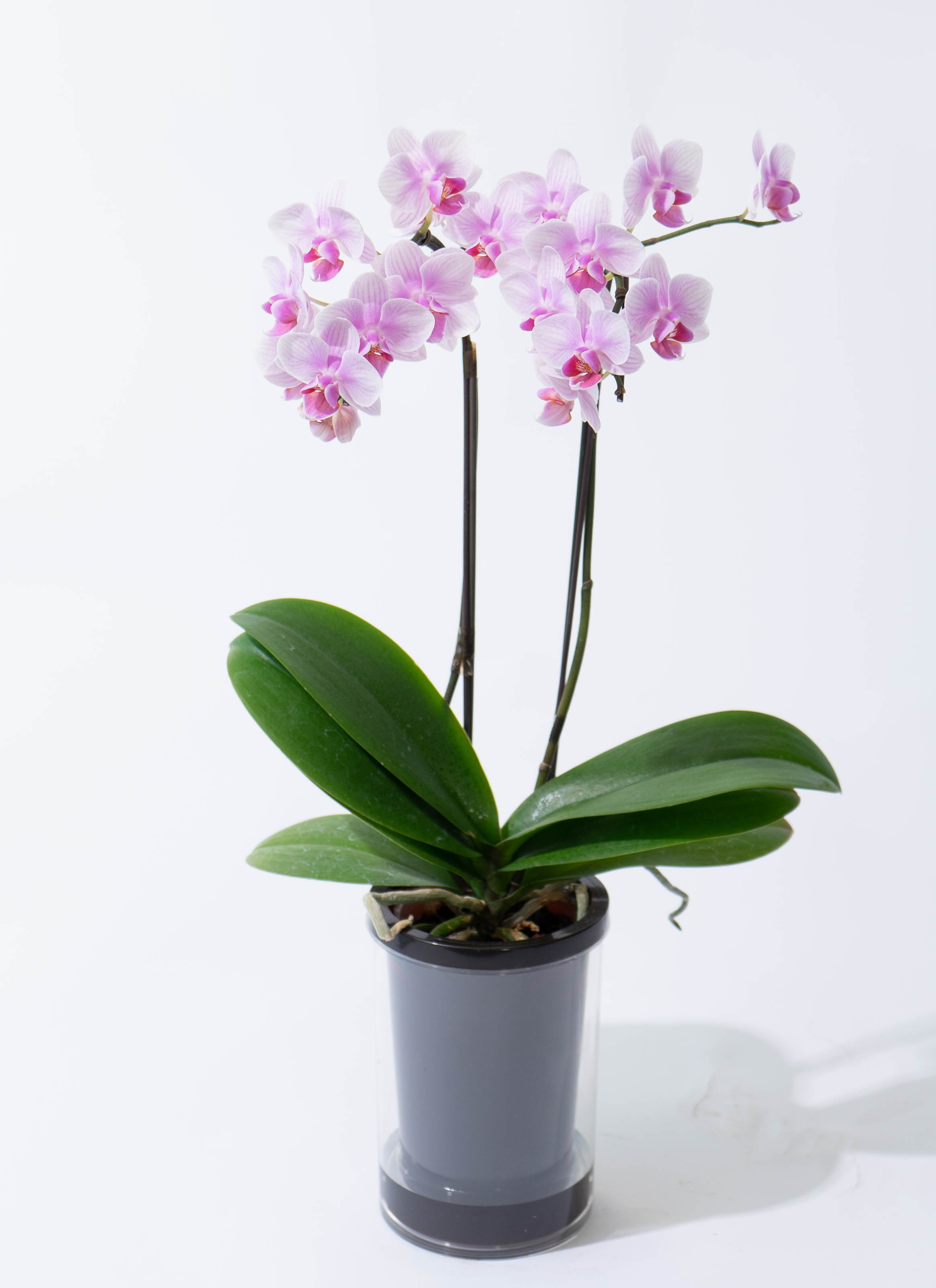 ミディ胡蝶蘭 ピンク タンブラーポッド 2本立ち | 胡蝶蘭ならHitoHana