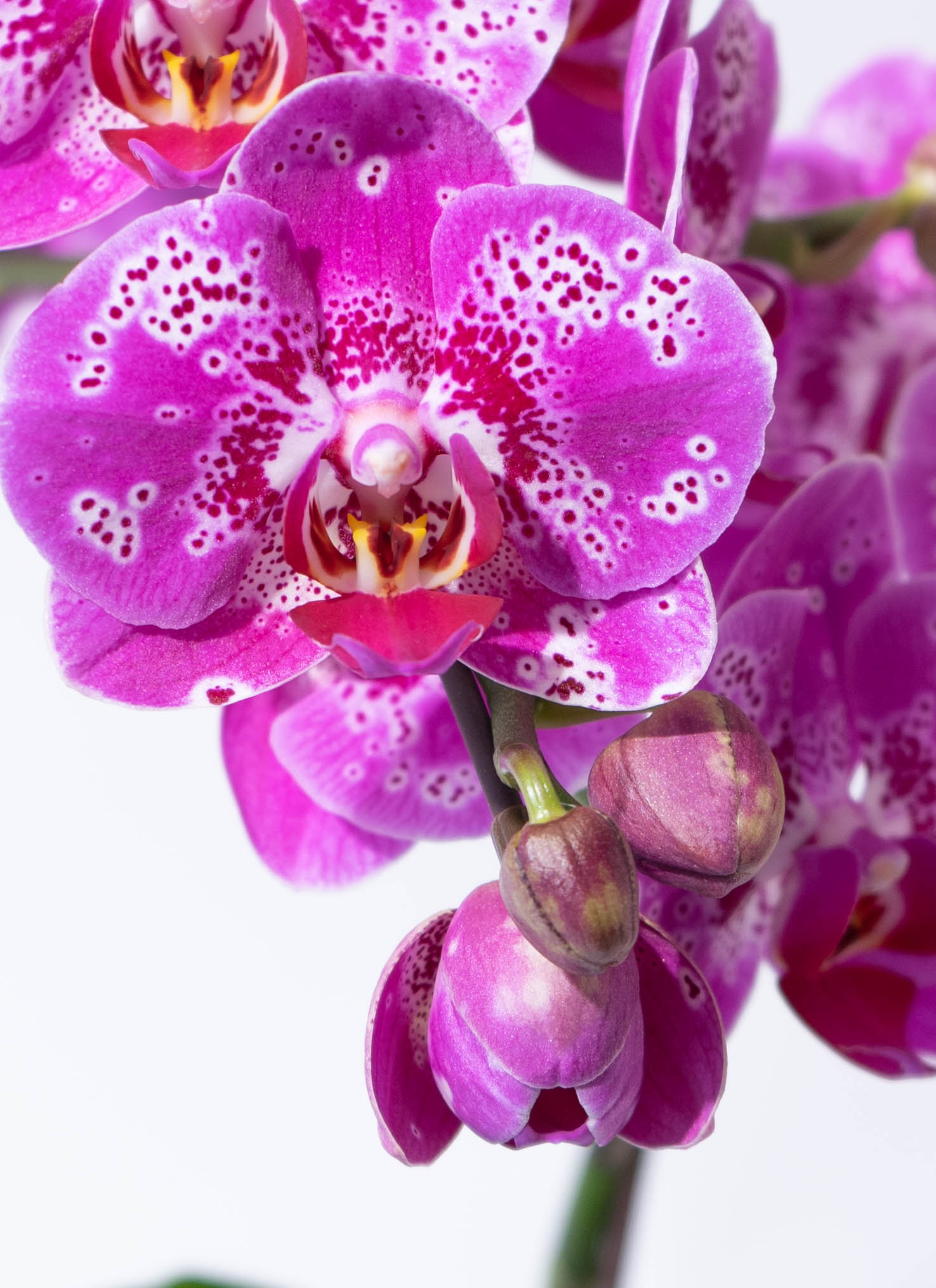 ミディ胡蝶蘭 ピンク ゲイシャワルツ 6号 3本立ち | 胡蝶蘭なら