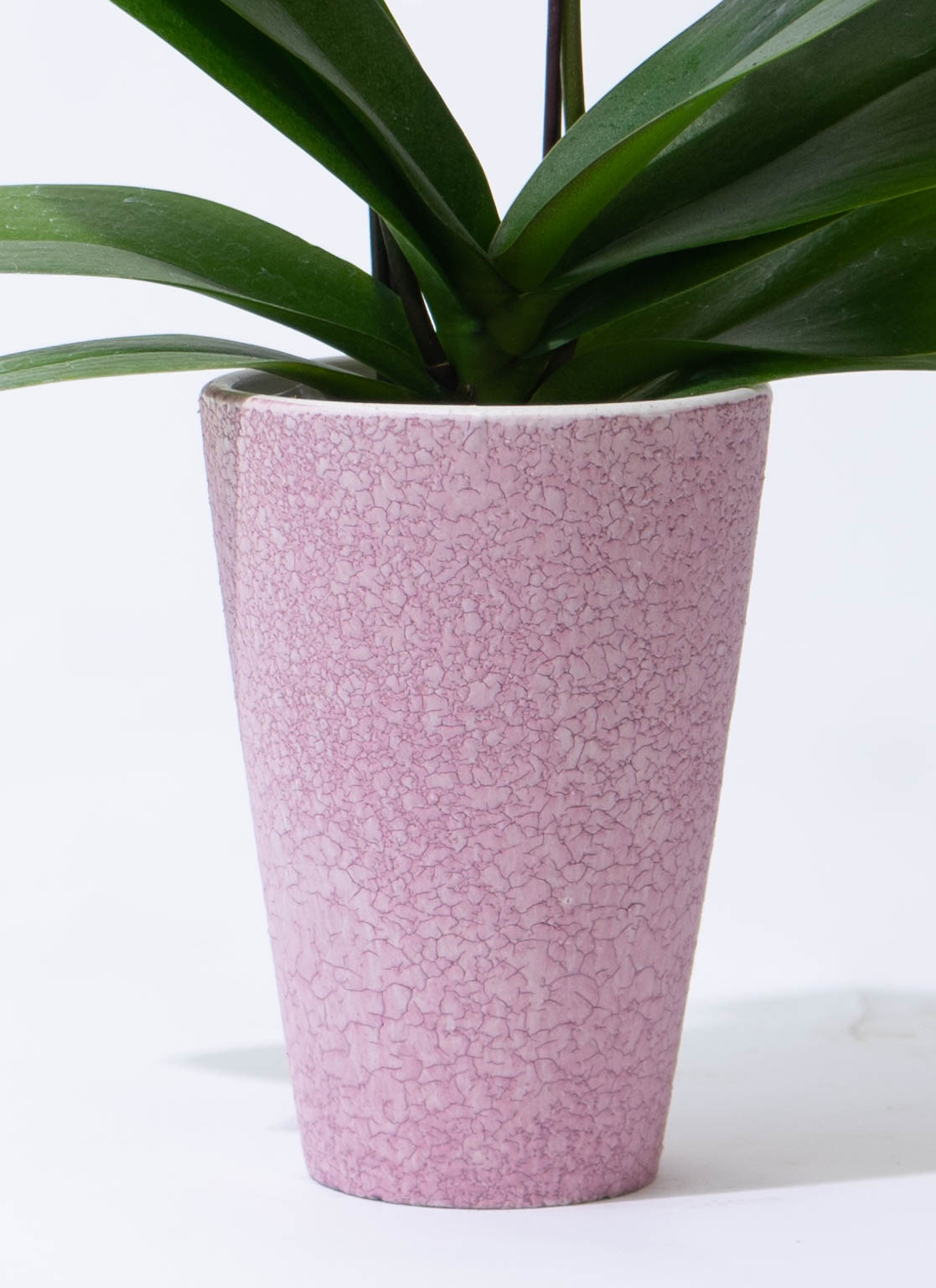 ミディ胡蝶蘭 ピンク クロコ鉢 2本立ち | 胡蝶蘭ならHitoHana(ひとはな)