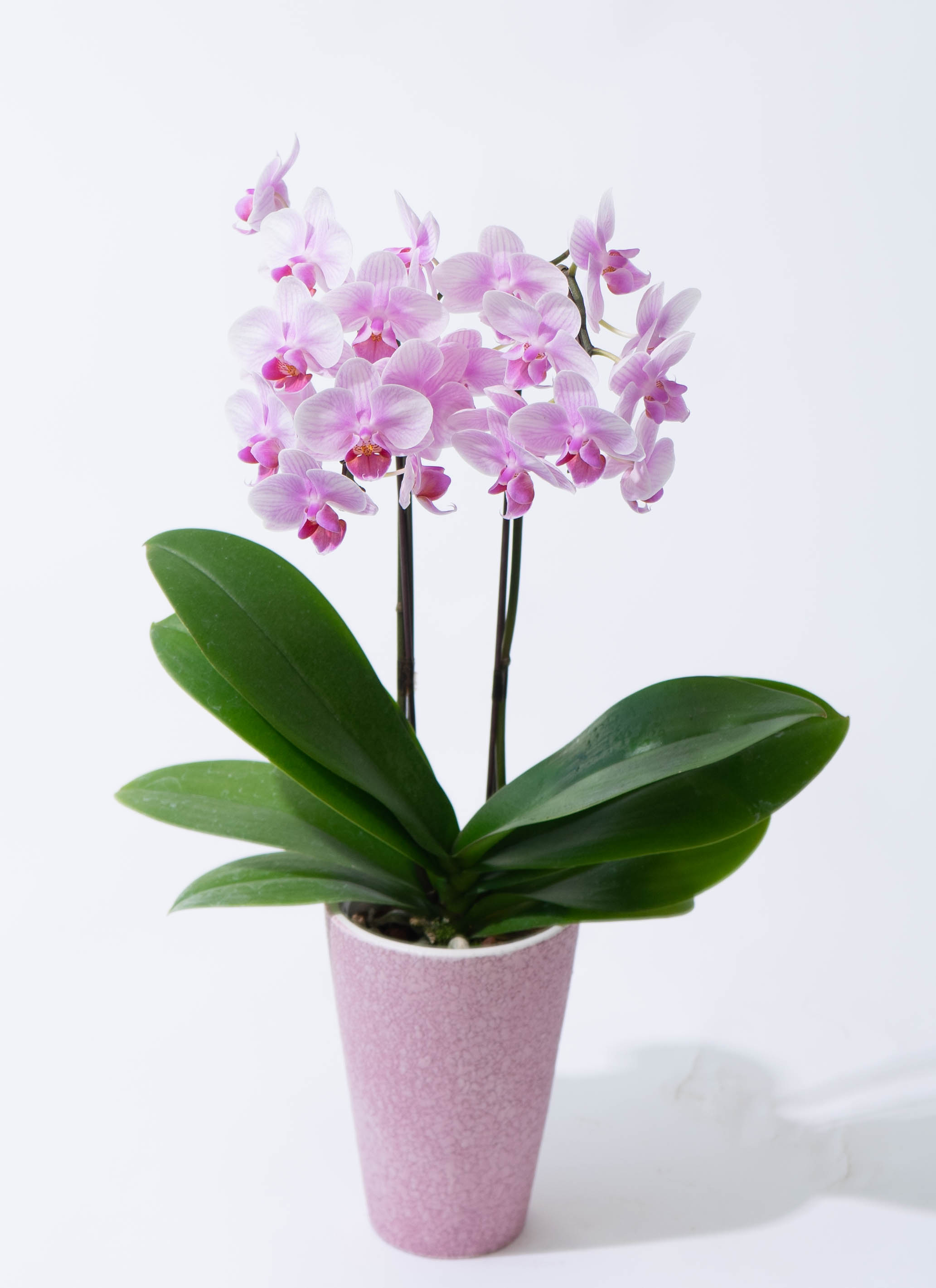 ミディ胡蝶蘭 ピンク クロコ鉢 2本立ち | 胡蝶蘭ならHitoHana(ひとはな)