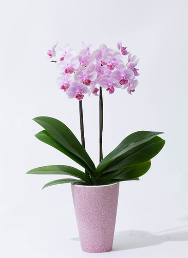 midi-pink-75_0001.jpg?1701846564