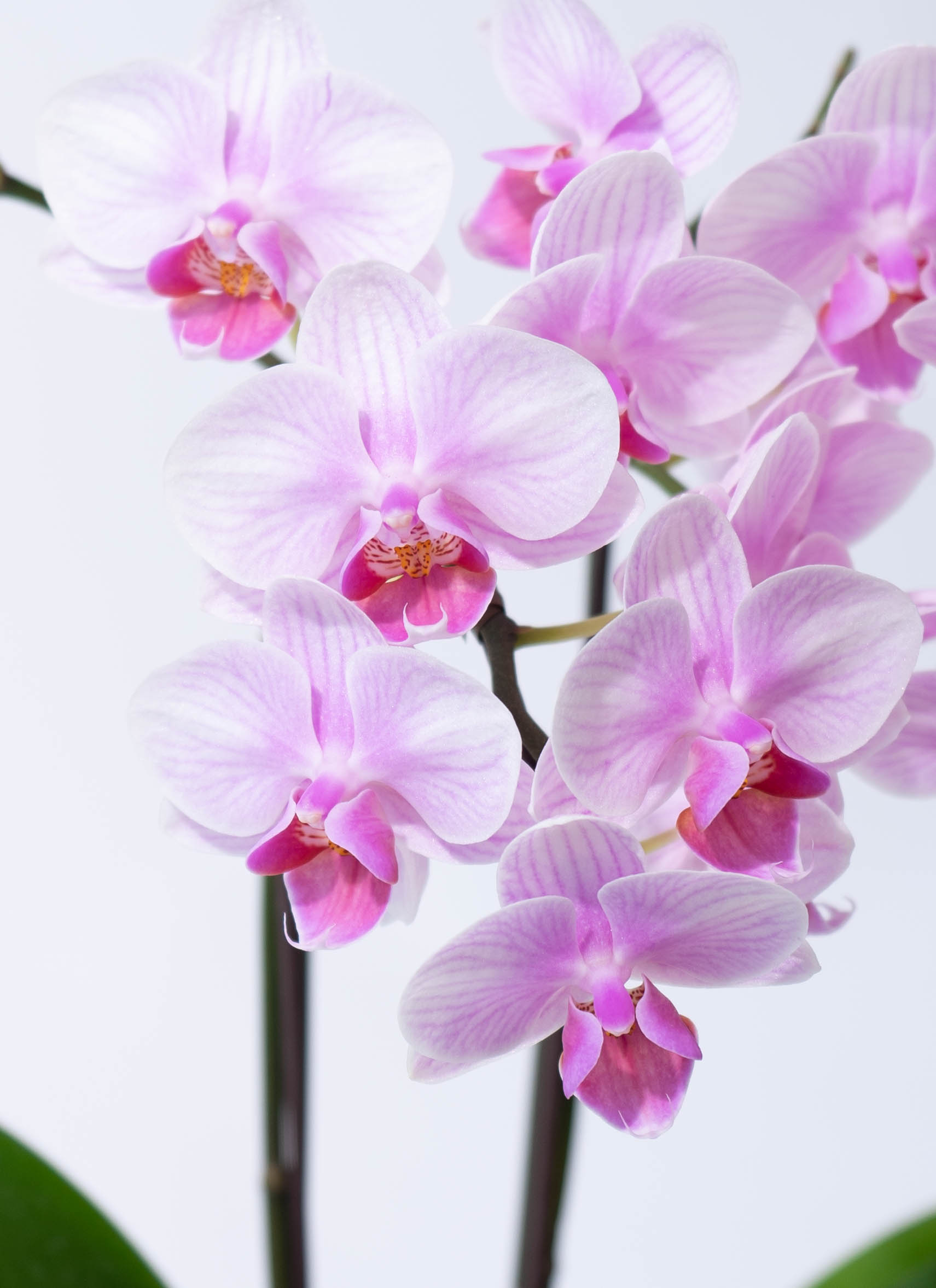 ミディ胡蝶蘭 ピンク クロコ鉢 2本立ち | 胡蝶蘭ならHitoHana(ひとはな)