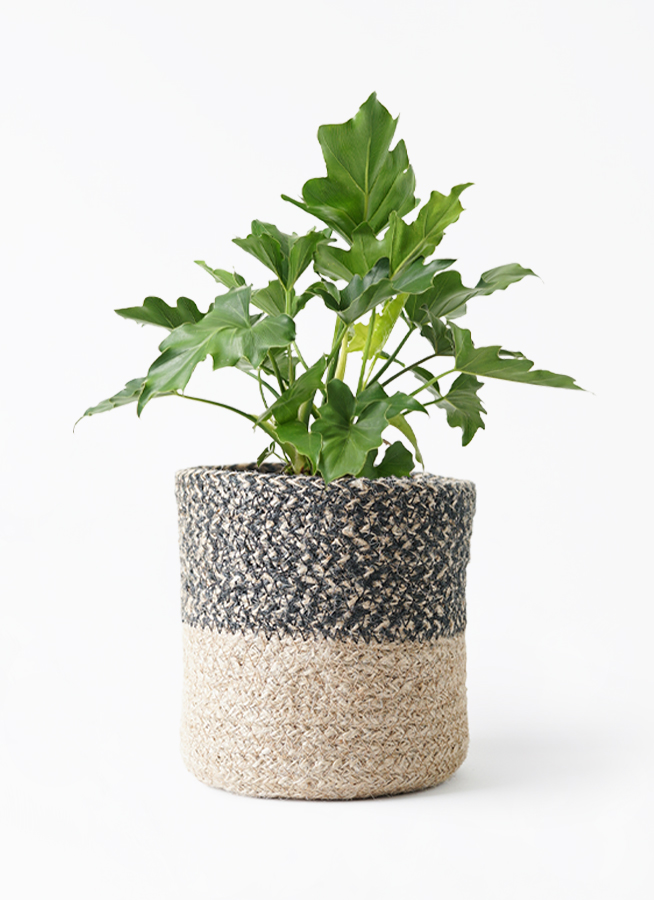 観葉植物 フィロデンドロン 6号 セローム ヒトデカズラ ジュート