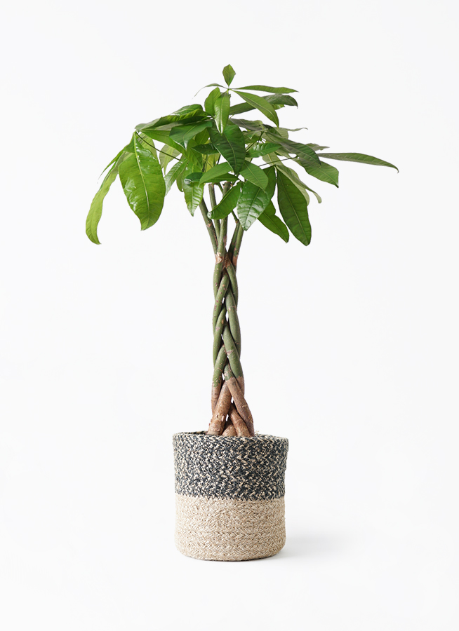 観葉植物 パキラ 6号 ねじり ジュートバスケット ツートーン 付き