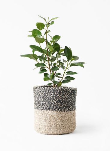 その他観葉植物 yuko ficus-rubiginosa-400_1.jpg?