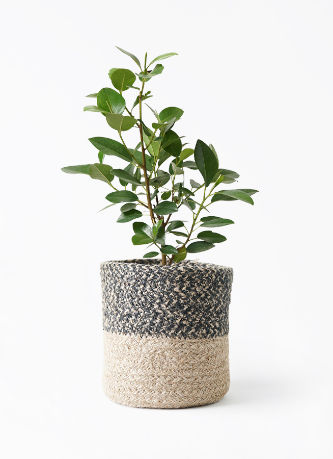 観葉植物 フランスゴムの木 6号 ノーマル ジュートバスケット